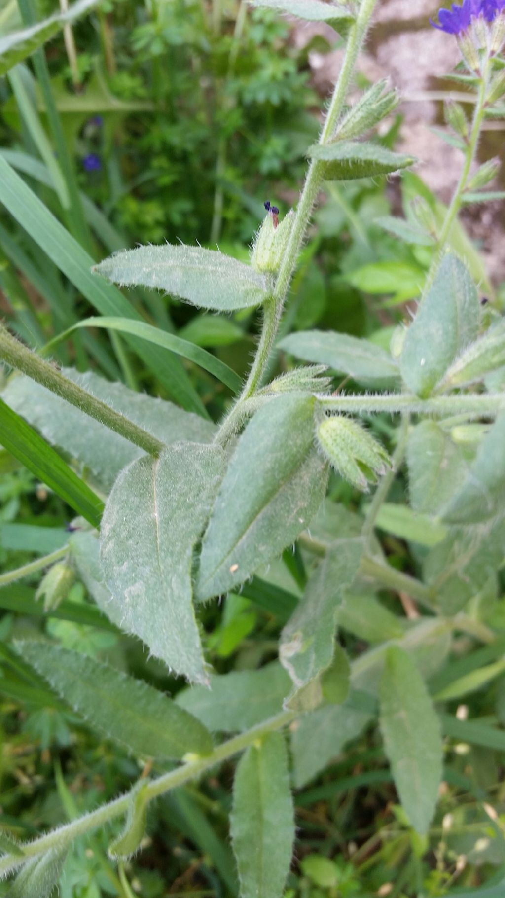 Anchusa undulata (Boraginaceae)